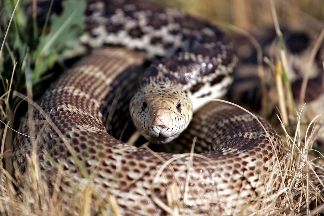 Bullsnake