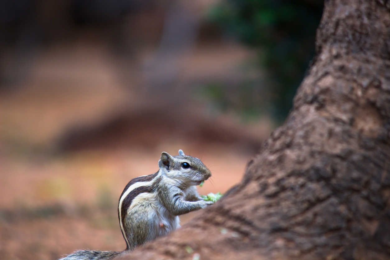 Chipmunk eating behind a tree root. 