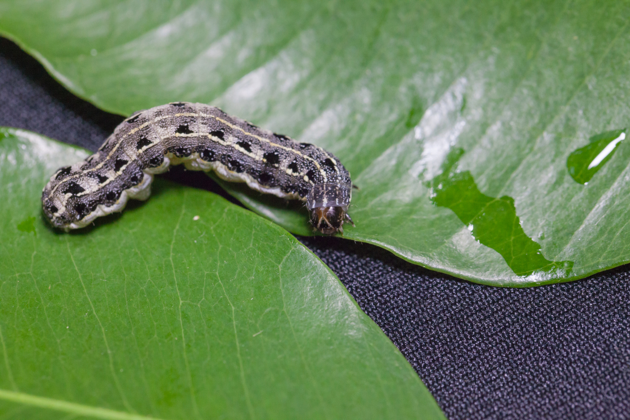 Cutworm on a leaf.