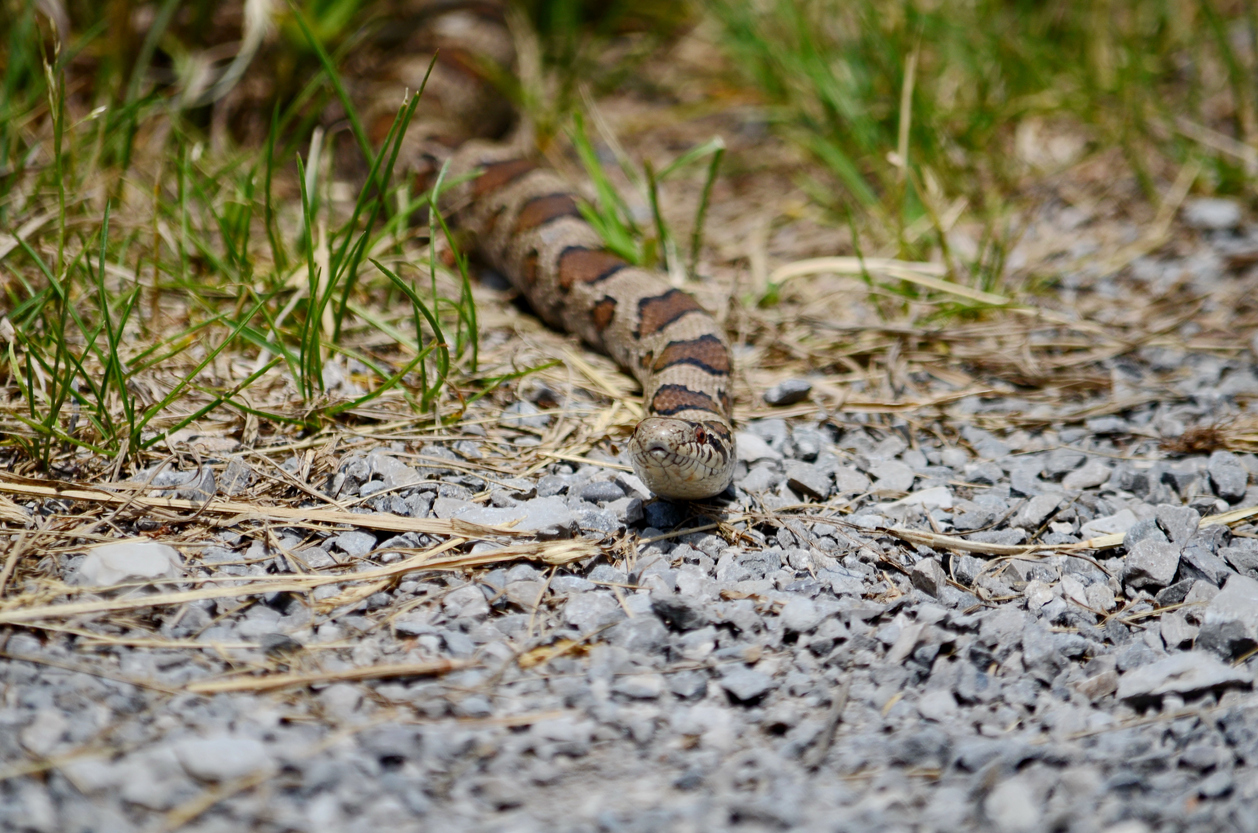 Eastern Milksnake