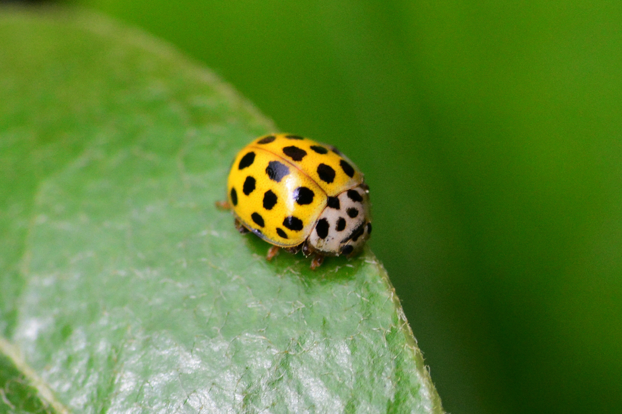 ladybug