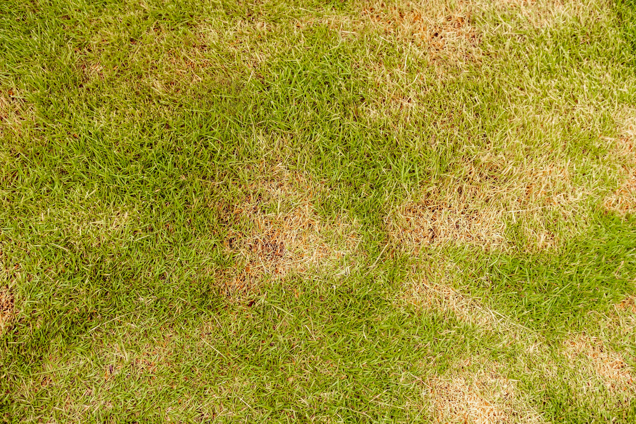 Spotty Lawn