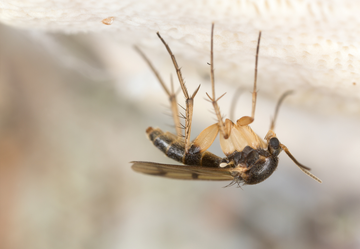 Fungus Gnat