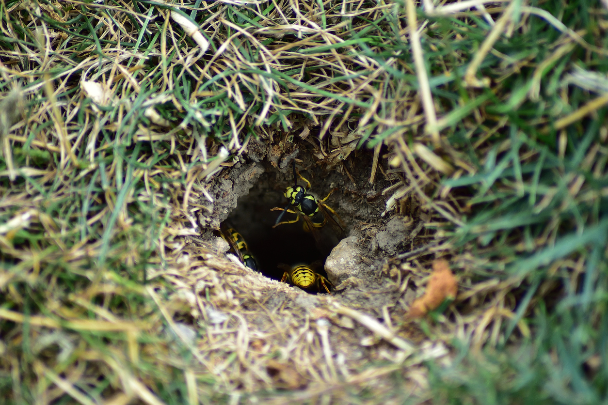 Stinging Insect Nest