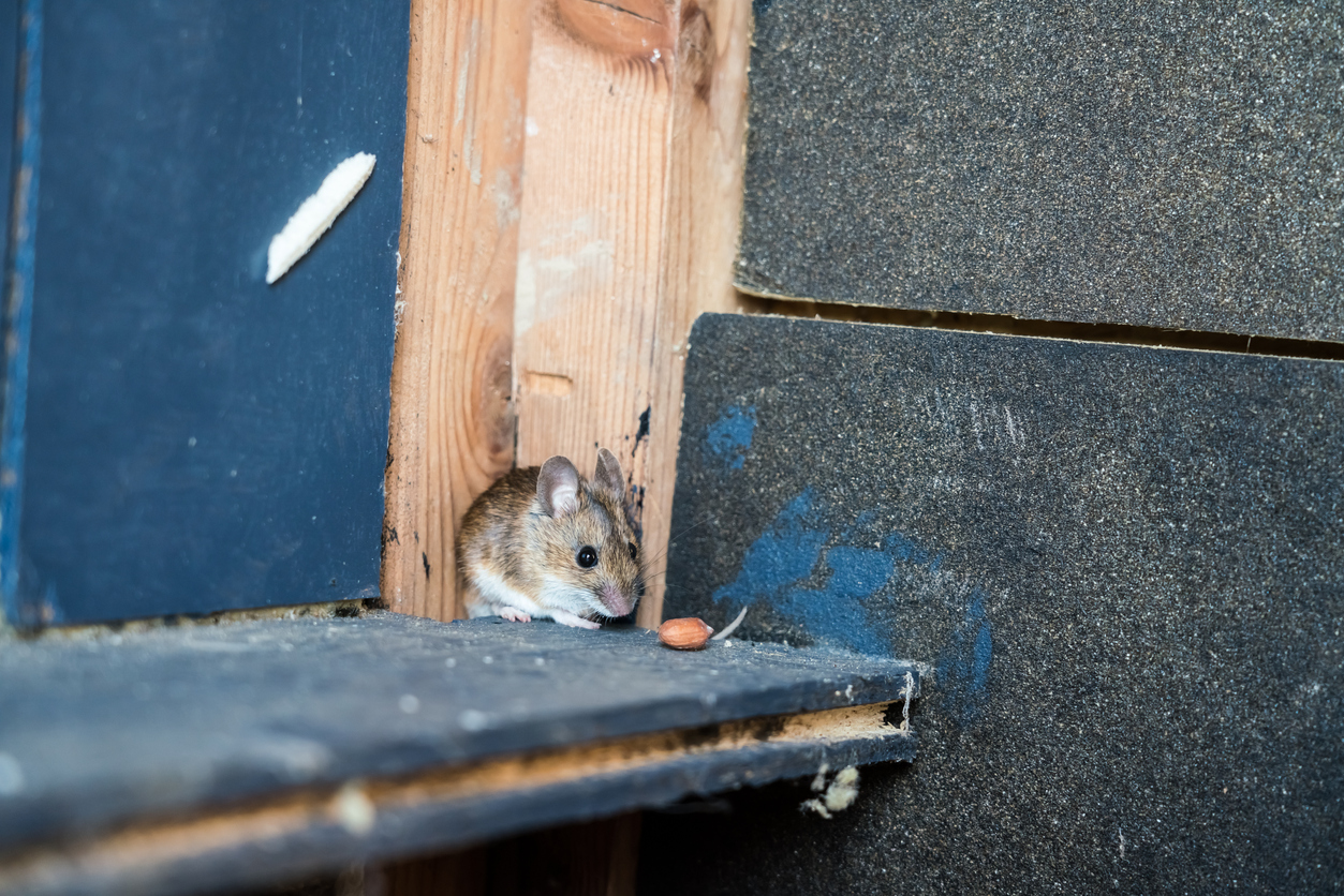 Brown mouse on a wood ledge.