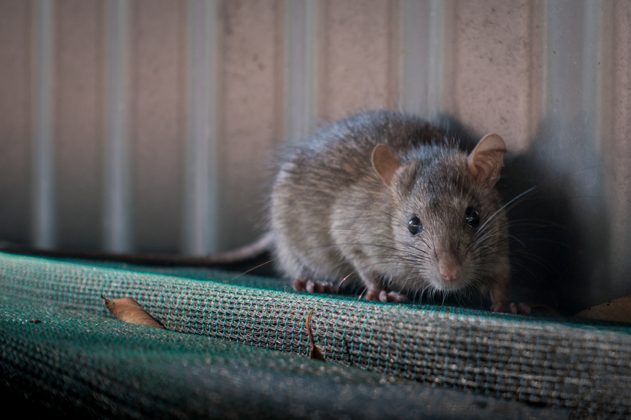 Close view of a mouse crawling on insulation.