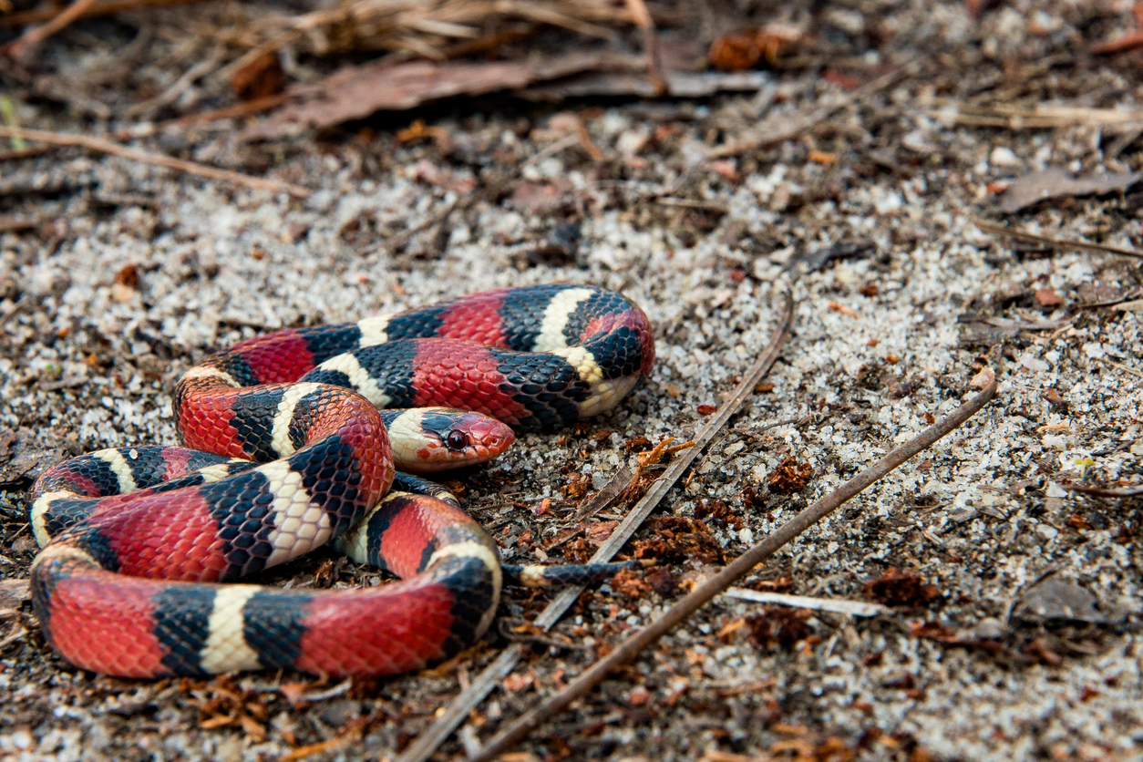 Scarlet Kingsnake