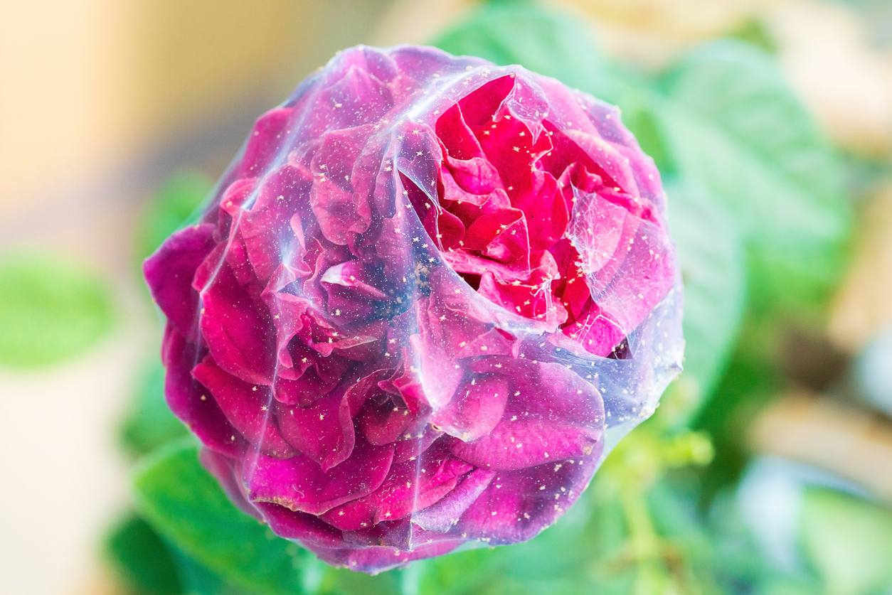 Spider mite web around a dark pink flower.