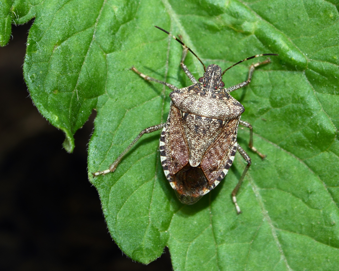 Stink bug on a plant stem.