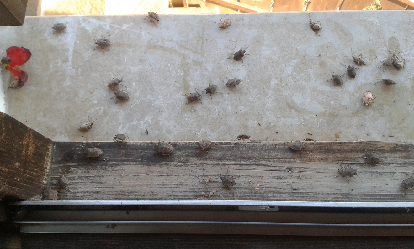 Stink bugs on a window frame.