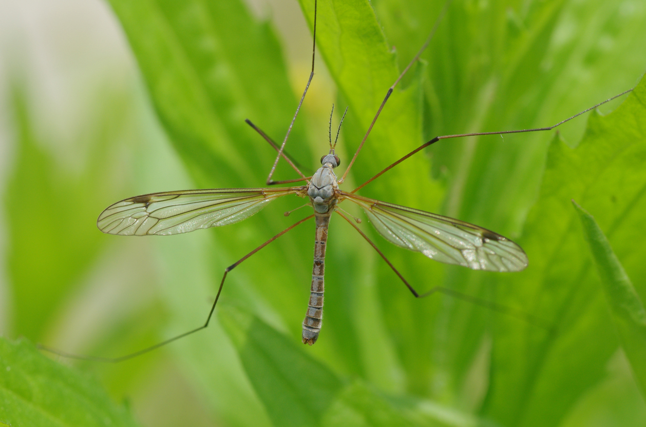 Mosquito Doppelgangers You Have to See to Believe