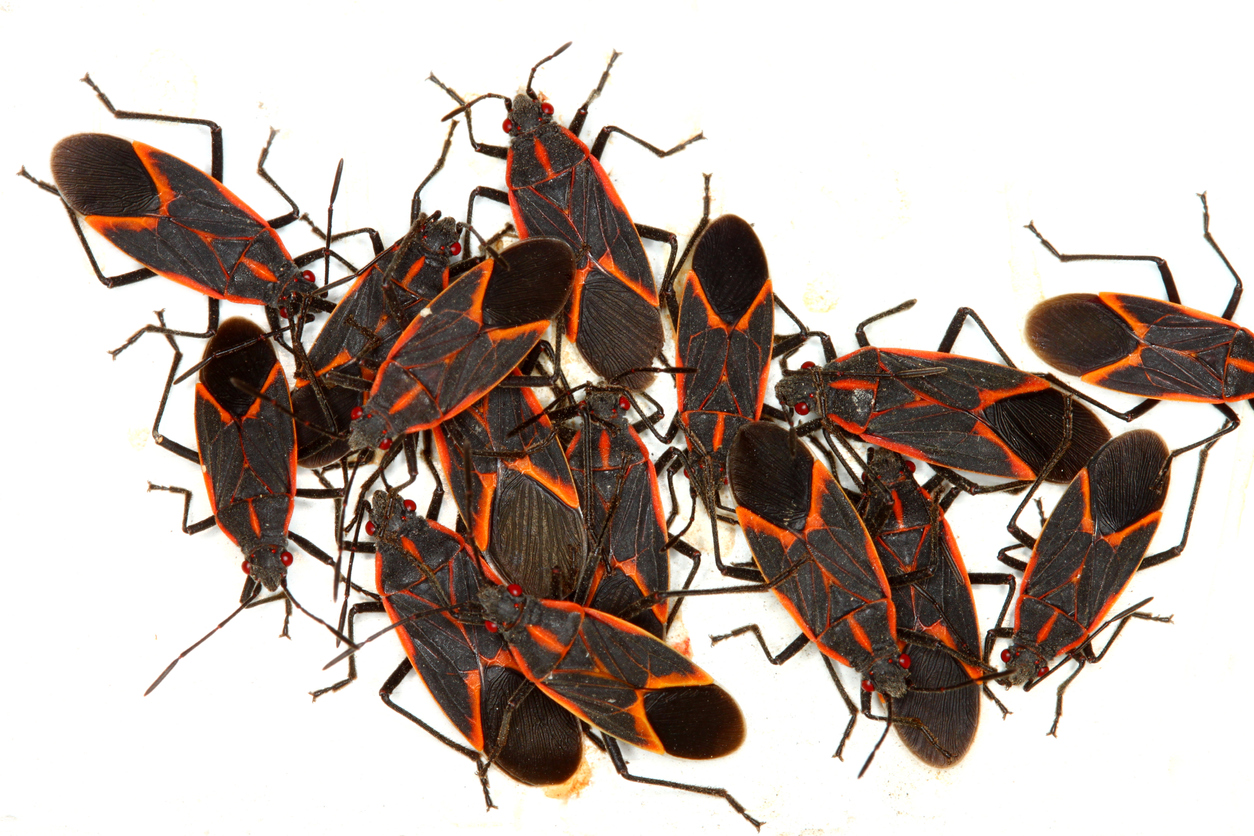 Beat Boxelder Bugs At Their Own Game