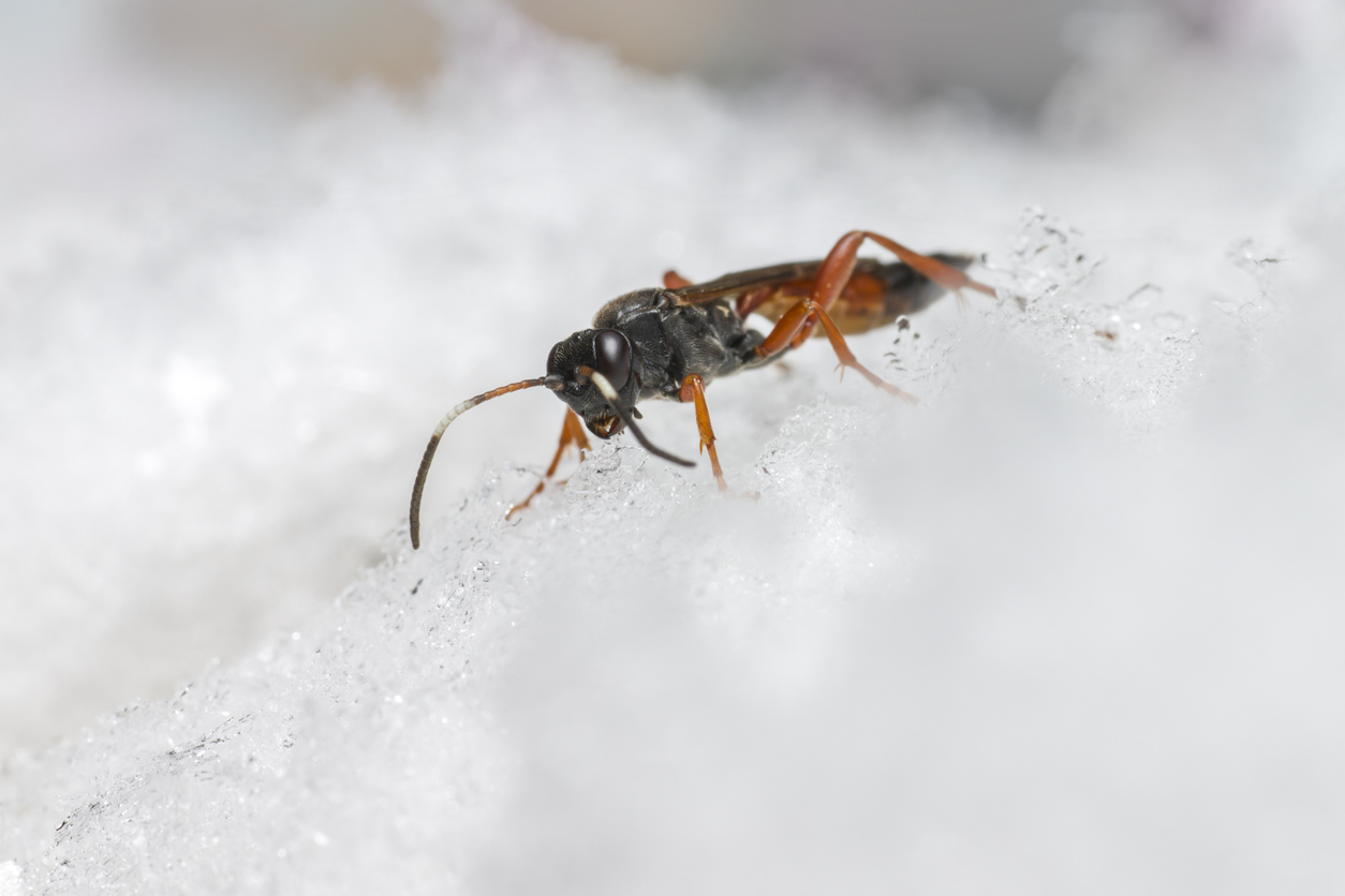 Disappearing Act: This is Where Bugs Go During the Winter