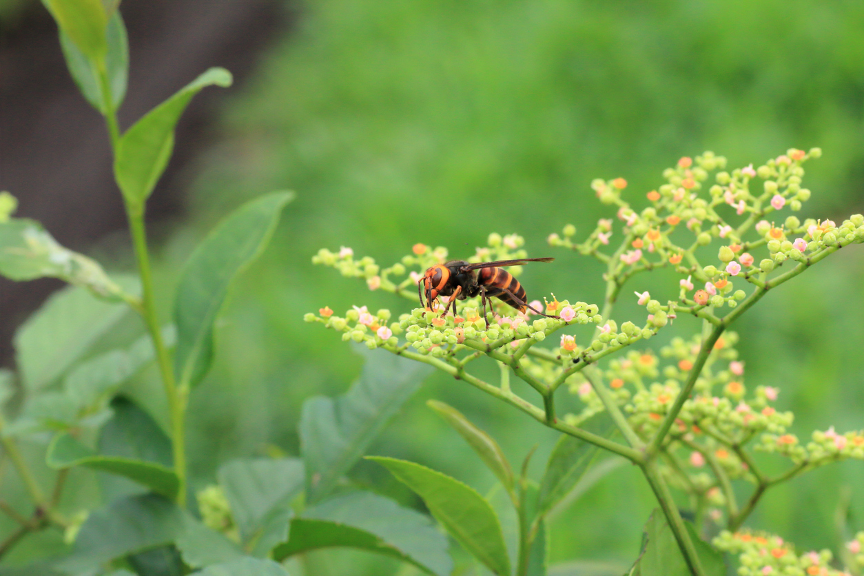 Giant Asian Hornets and ‘Murder Hornets’: What You Need to Know 