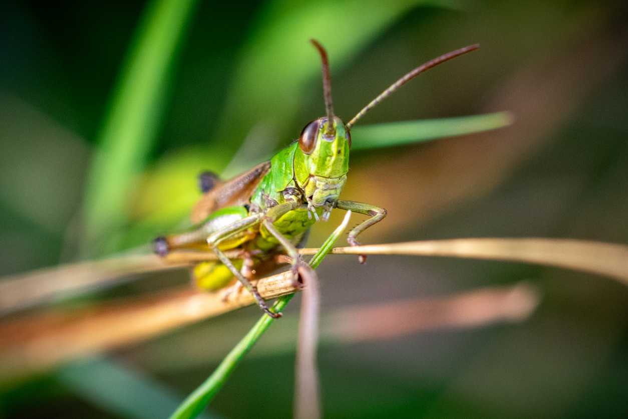 The World’s New Protein Source: Hint, It Has Six Legs