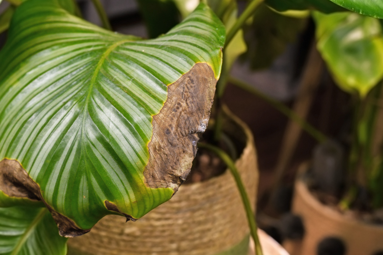 How to Save Your Indoor Garden From Becoming Bug Food