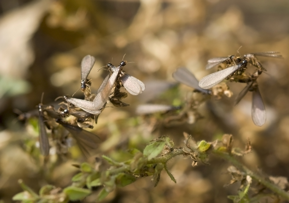 Termite or Terminator? Ways to Spot Termite Lookalikes