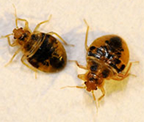 Commercial Bed Bug Control