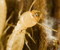 Commercial Termite Control Services