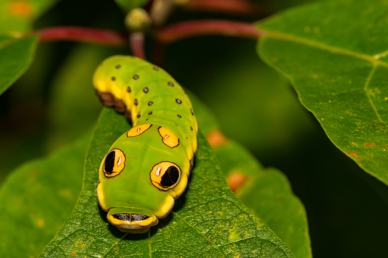 Proof That Bugs Are Just As Cute As Your Favorite Cuddly Pets