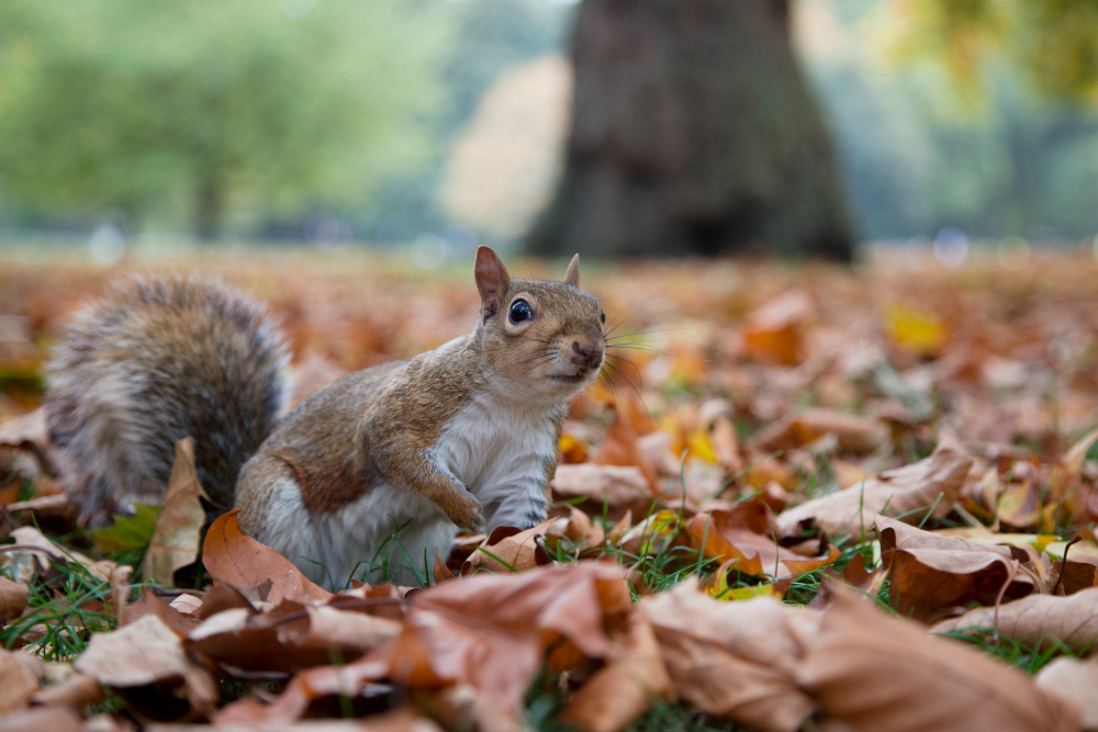 Rodent Awareness Week