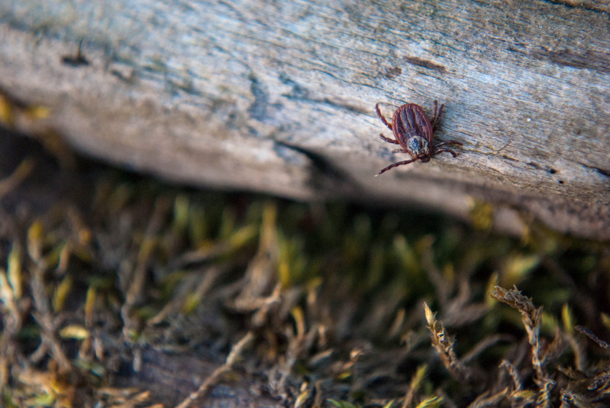 Are Ticks Hibernating or Hungry? Here’s Where Ticks Go Each Winter 